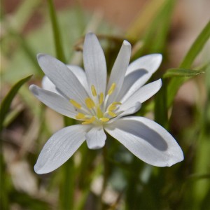 Bloodroot
