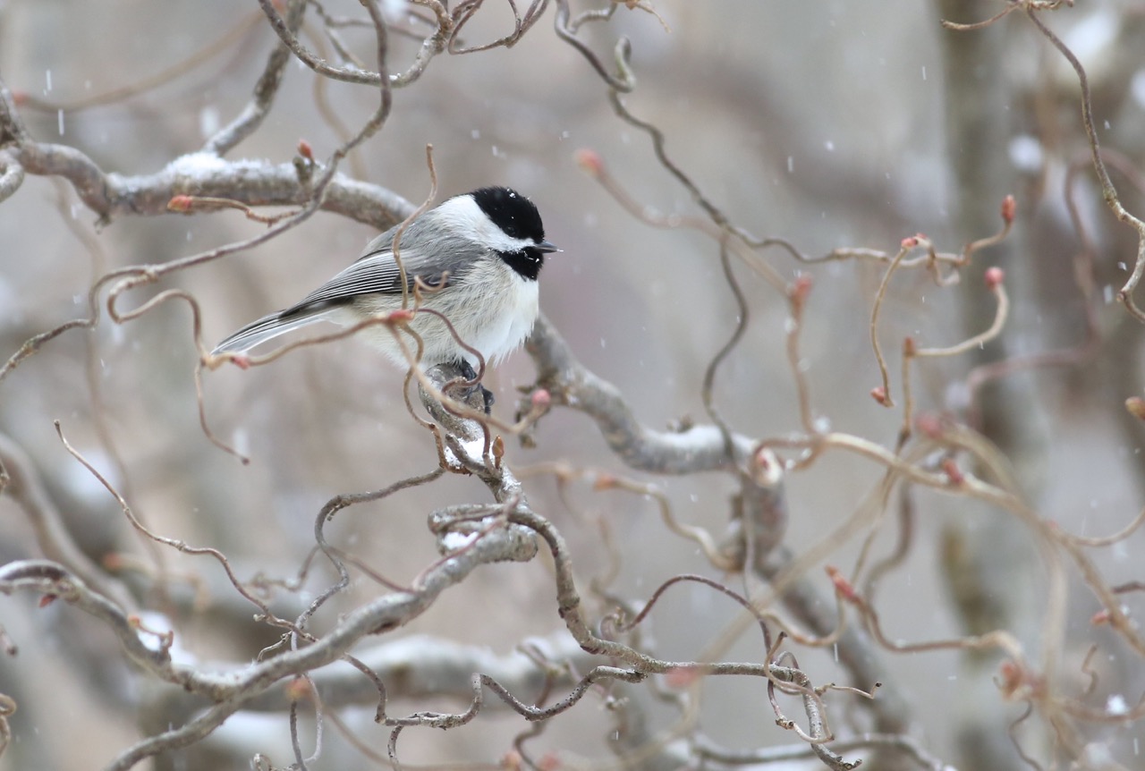 chicadee
