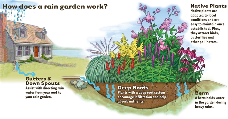 How-Rain-Garden-works4