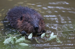Beaver