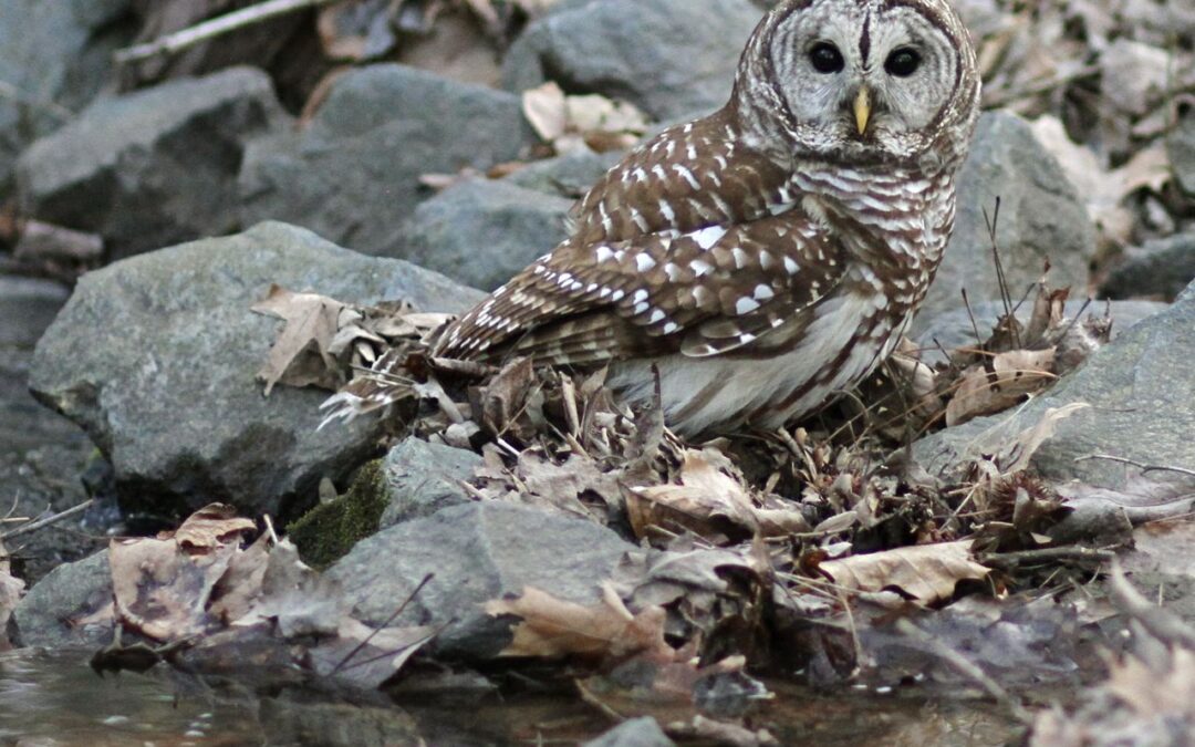 What’s Happening with the Paving Controversy?